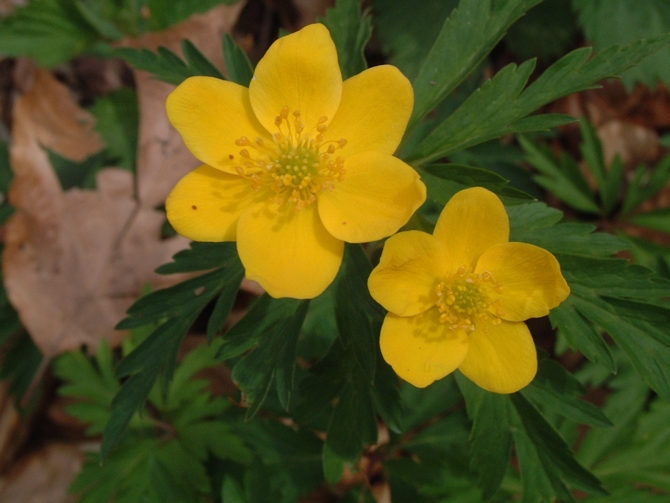 Anemonoides ranunculoides / Anemone gialla